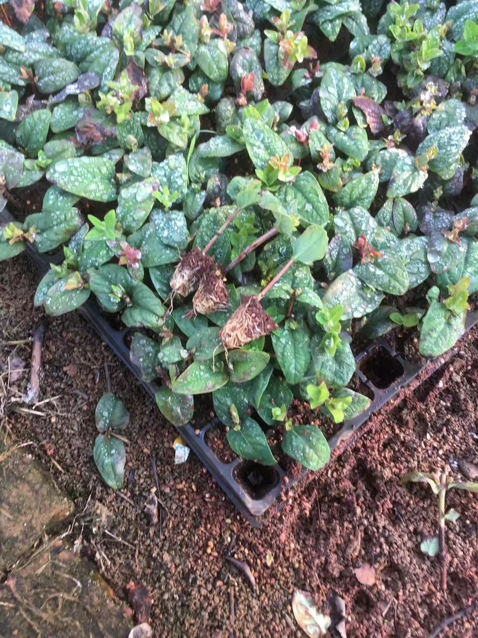 昆明火龙珠