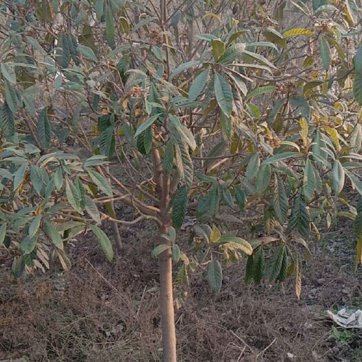 荆州茂木枇杷树苗 枇杷树