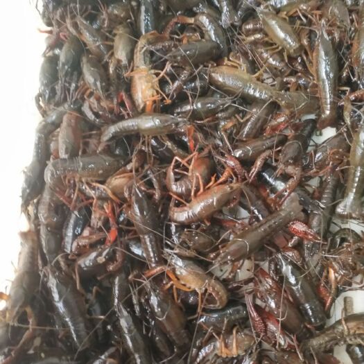 南县小龙虾  湖南精品小青