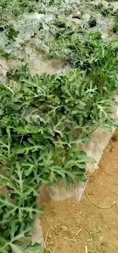 夏县8424西瓜 8斤打底 8成熟 1茬 无籽