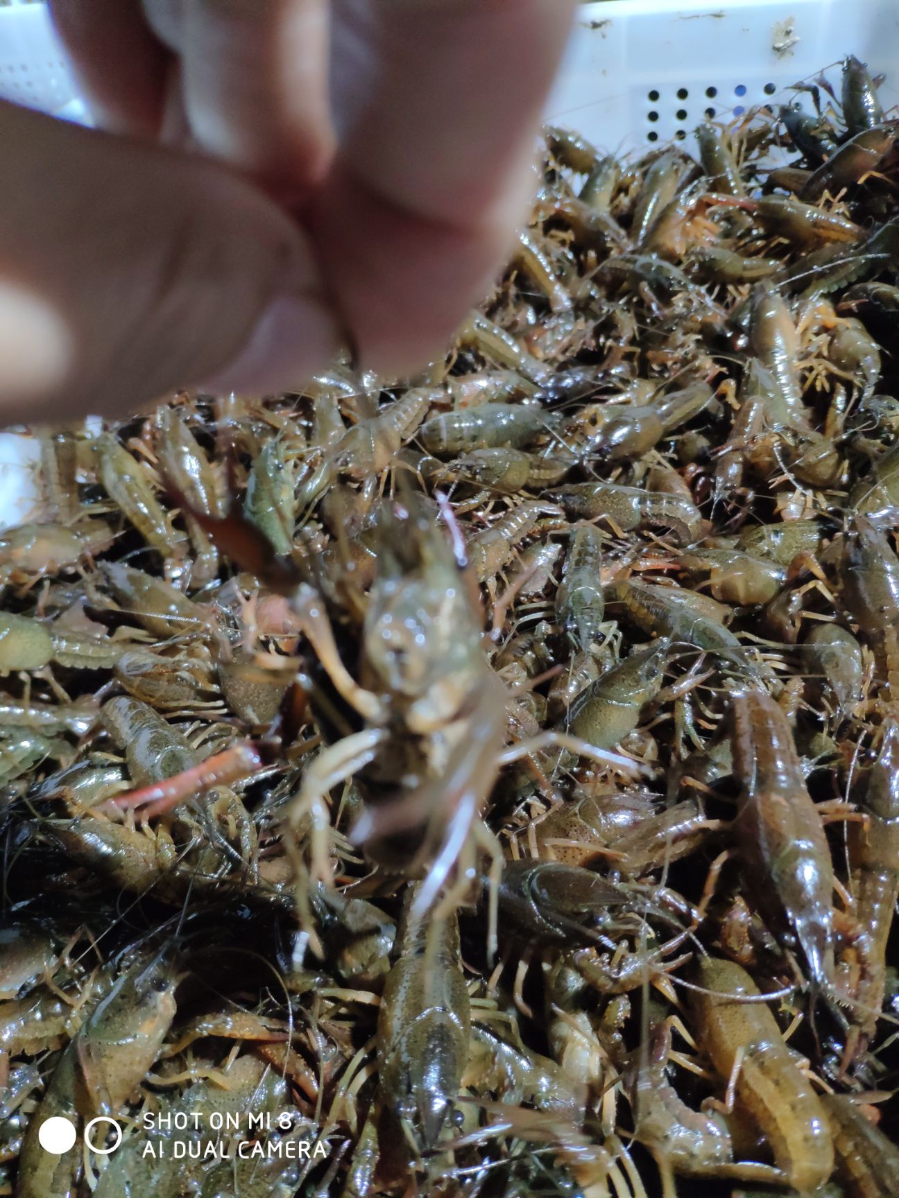 小龙虾苗  青虾苗 优质稻田虾苗潜江万亩基地直供大量虾苗，青红苗和红苗，