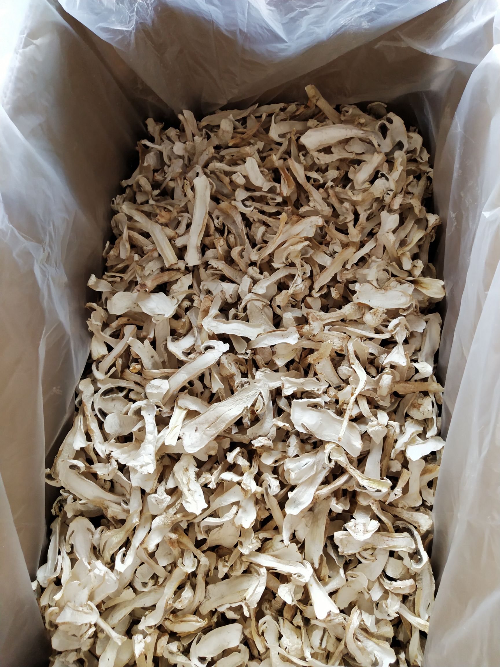 大球盖菇 干货 人工种植 未开伞
