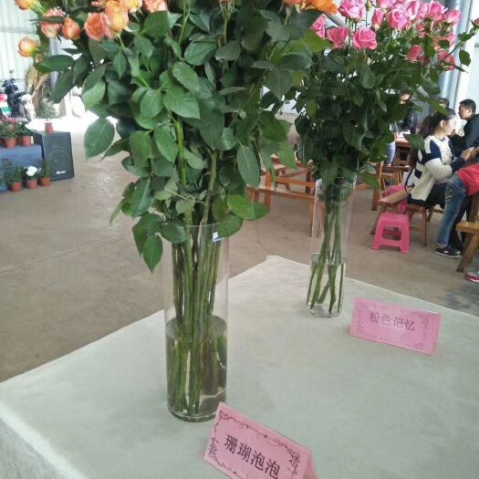 小月季 切多头四季开花阳台盆栽小月季