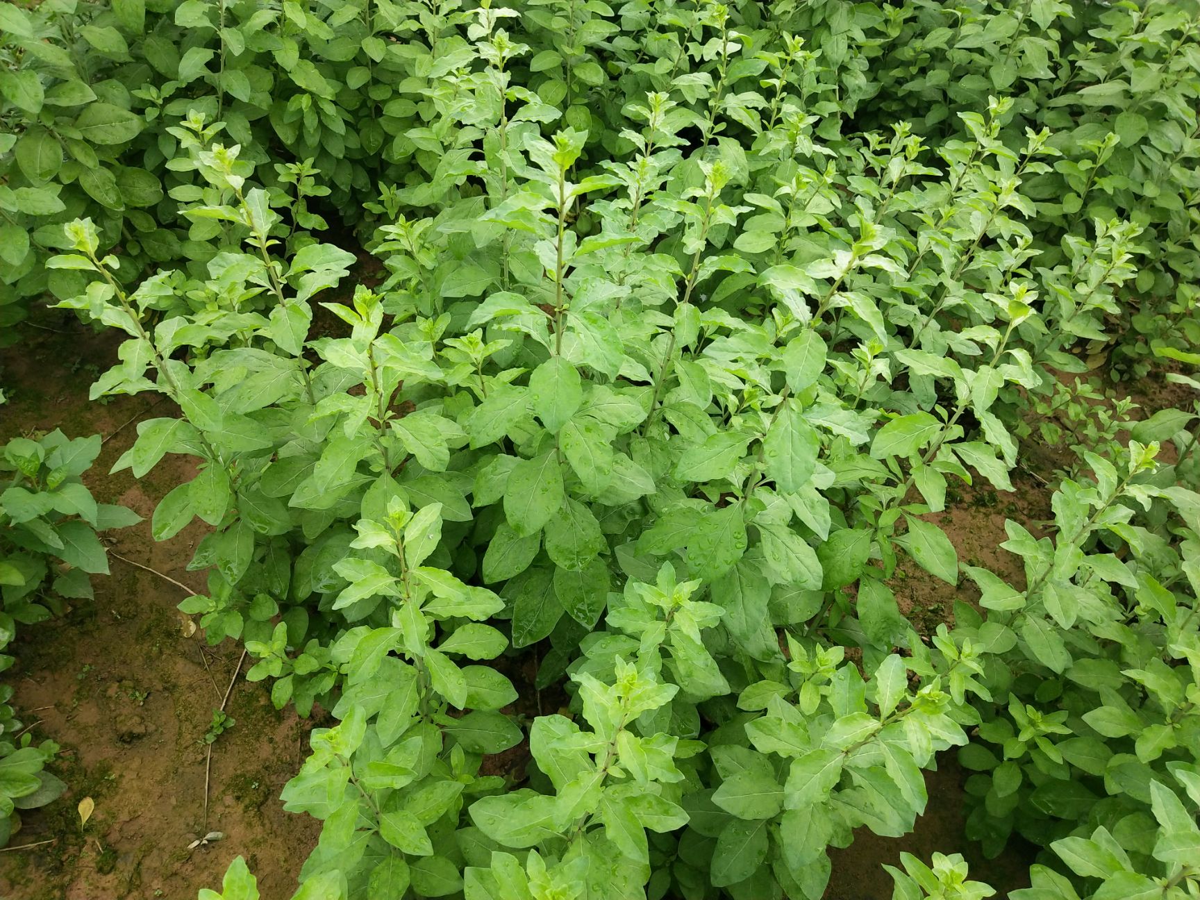 榆钱 狗记菜