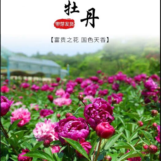 淮安观赏牡丹  0.5米以下 2cm以下 4cm以下 牡丹花苗花中之王盆栽树苗包邮