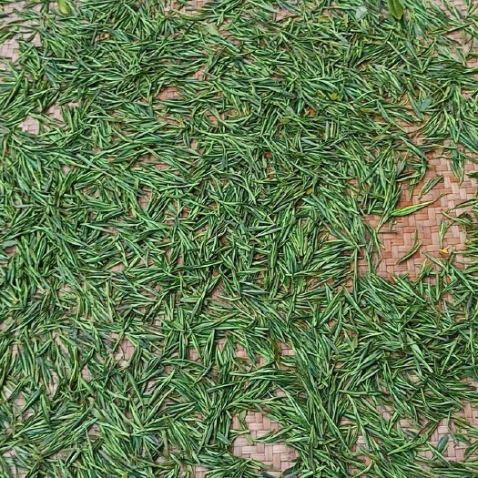 东阳市高山绿茶 一级 袋装