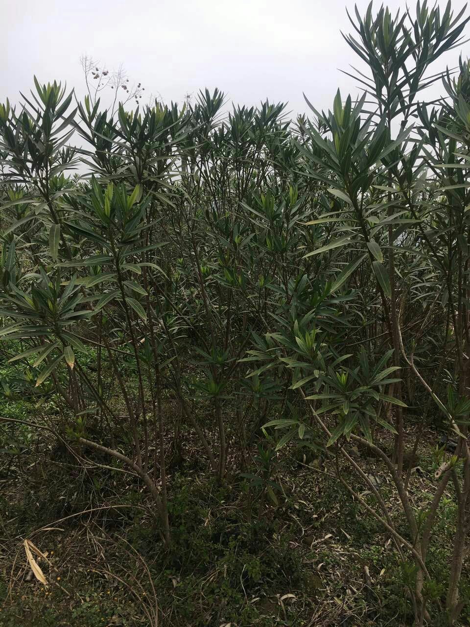 夹竹桃 1.0~1.5米 2~4公分 2~4公分