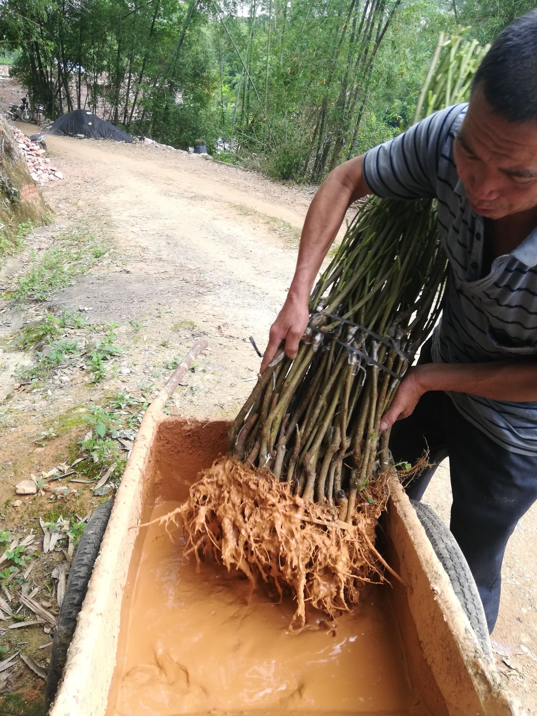 四季大果桑苗 ，当年挂果，四季挂果，产量高