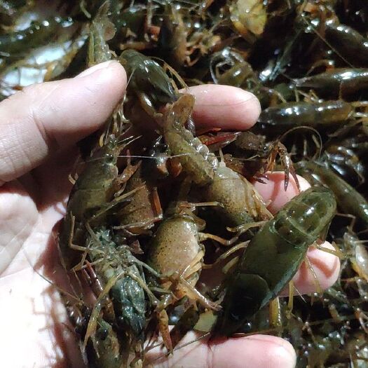 龙虾苗  优质稻田虾苗潜江万亩基地直供大量虾苗，青红苗和红苗，有种虾