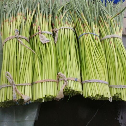 通许县红帽蒜薹 40~50cm