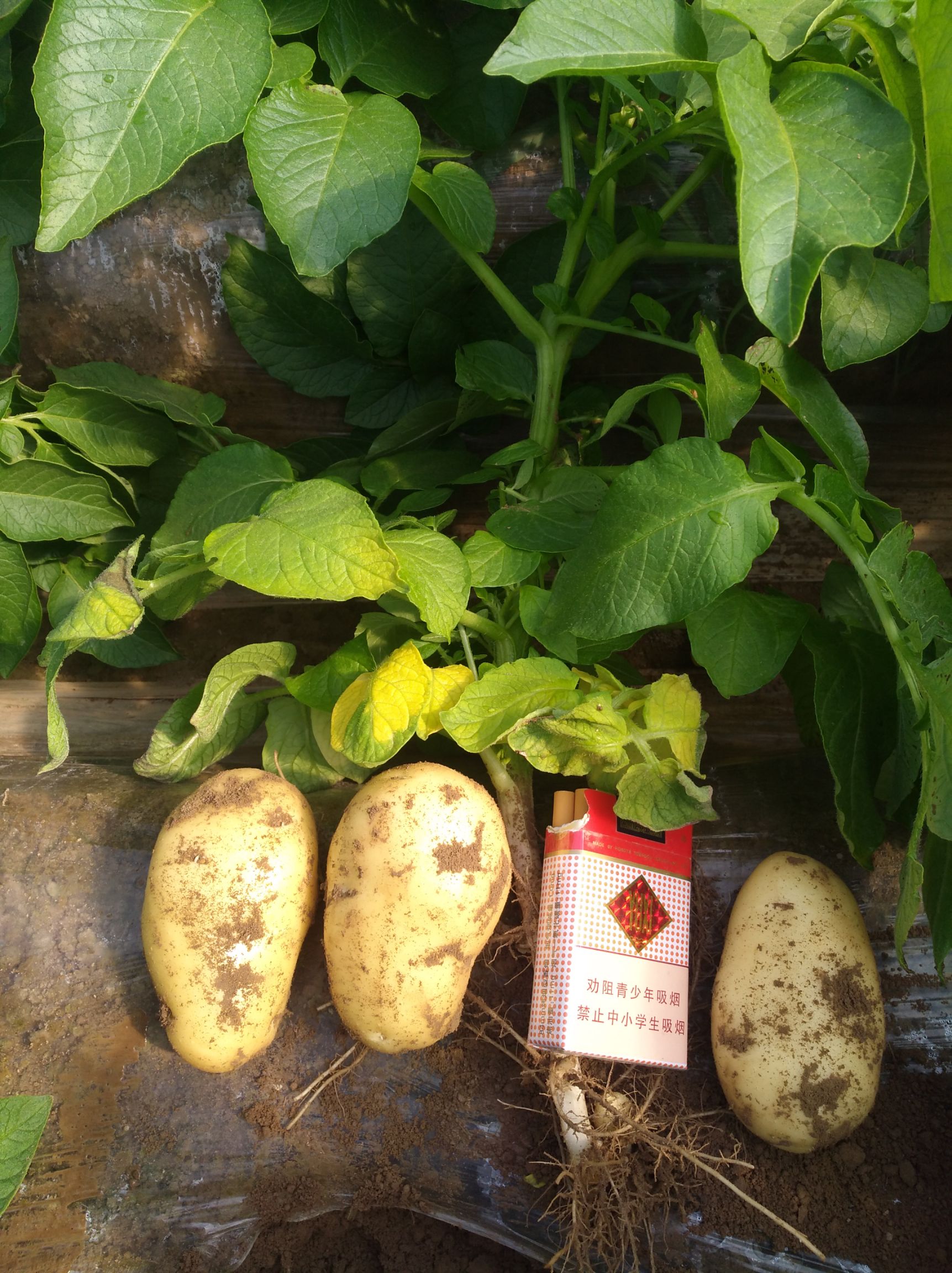 荷兰15号土豆 2两以上