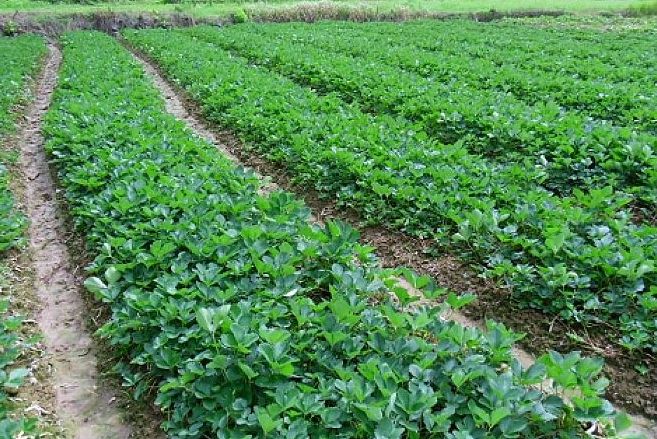 泰安四季草莓苗 品种  基地直发  签订合同