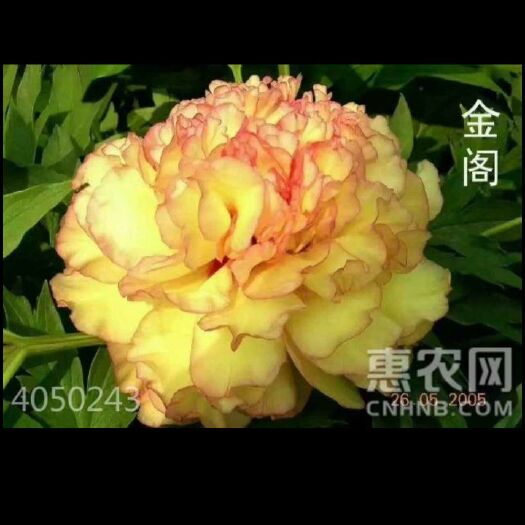菏泽 观赏牡丹，牡丹小苗，牡丹树，观赏芍药，芍药鲜切花
