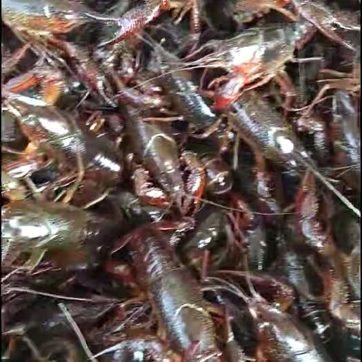 潜江市清水小龙虾 4-6钱 人工养殖