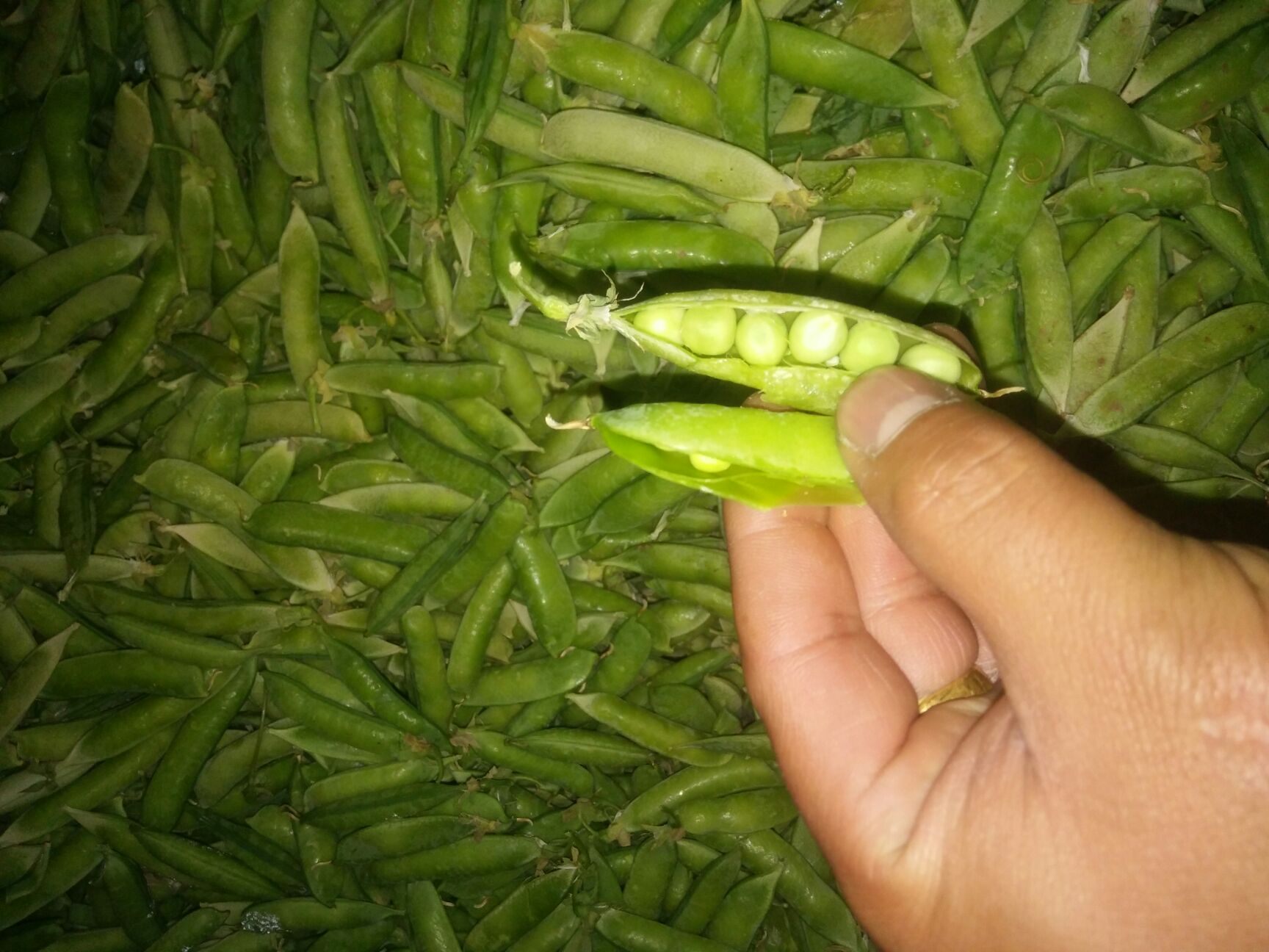 豌豆角 货源充足量大从优