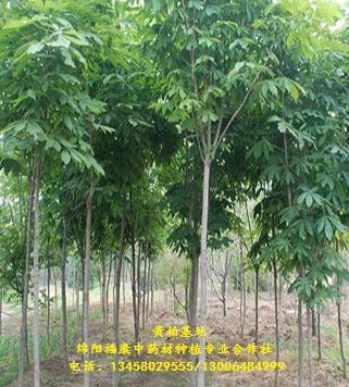 绵阳 川黄柏品质苗（技术免费服务）签保底回收产品