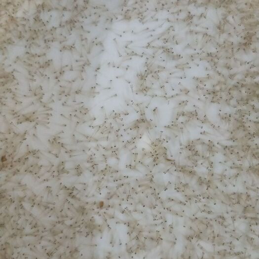 广州鲮鱼水花 100万起批