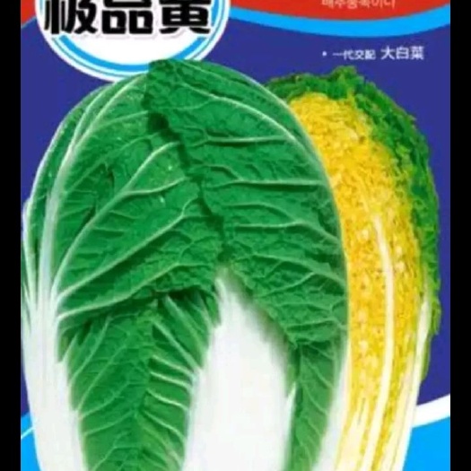 青岛大白菜种子 杂交种 ≥85%