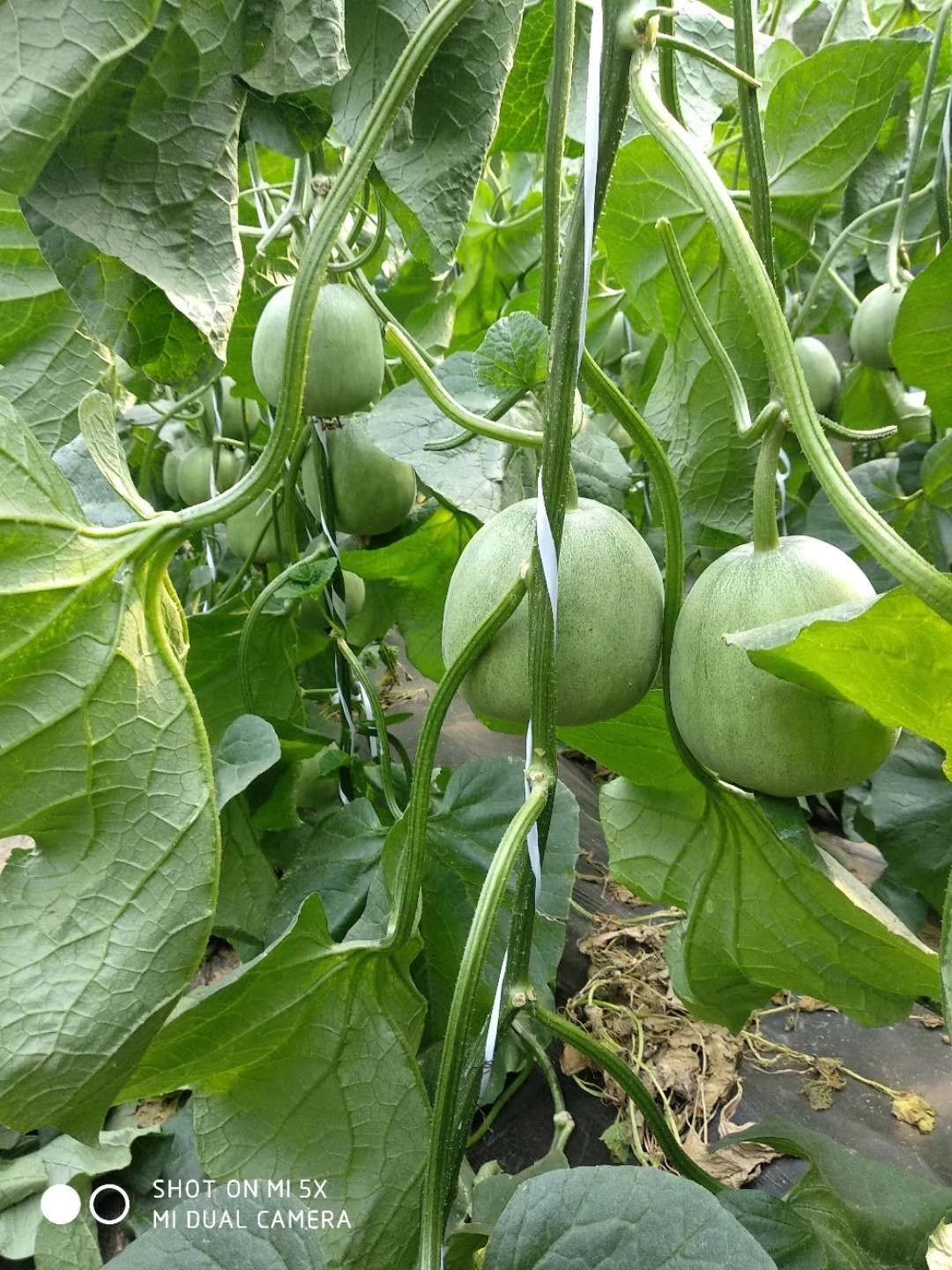  各个品种甜瓜苗