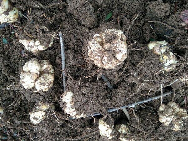 卷丹百合 四川百合 包邮15省市