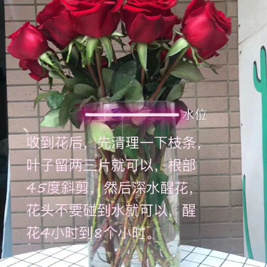 莒县红玫瑰