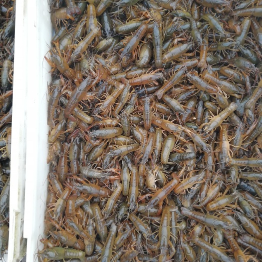 泸县小龙虾苗