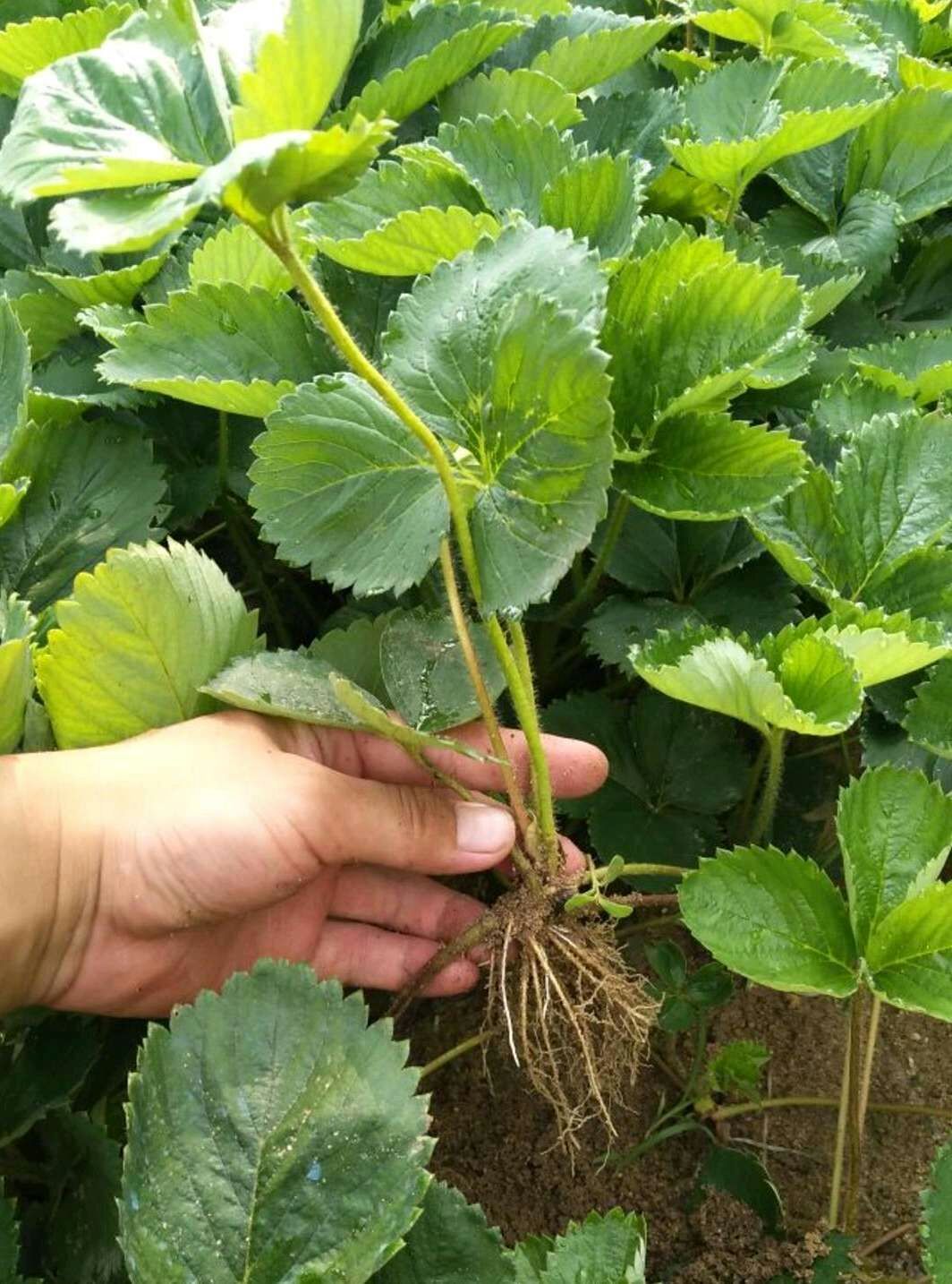 小白草莓苗 20~30公分 地栽苗