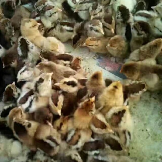 沭阳县土杂鸡苗