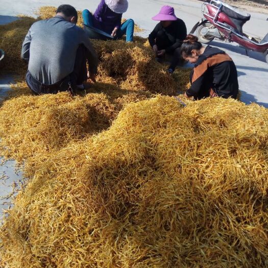 方城县线黄花 河南省南阳市方城县