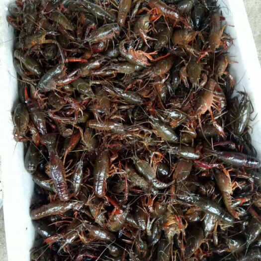 监利市监利小龙虾 供应各种规格4－6:6－9:7－9/两虾