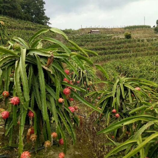 麻栗坡县红肉水晶火龙果 大（7两以上）