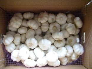 白皮大蒜 红皮蒜自产自销，大型基地货充足