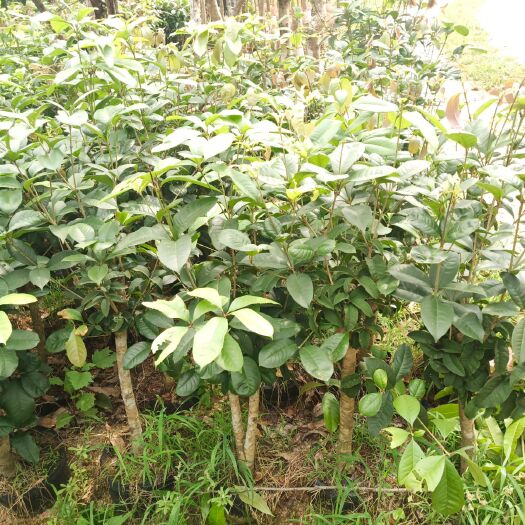 灵山县桂花树