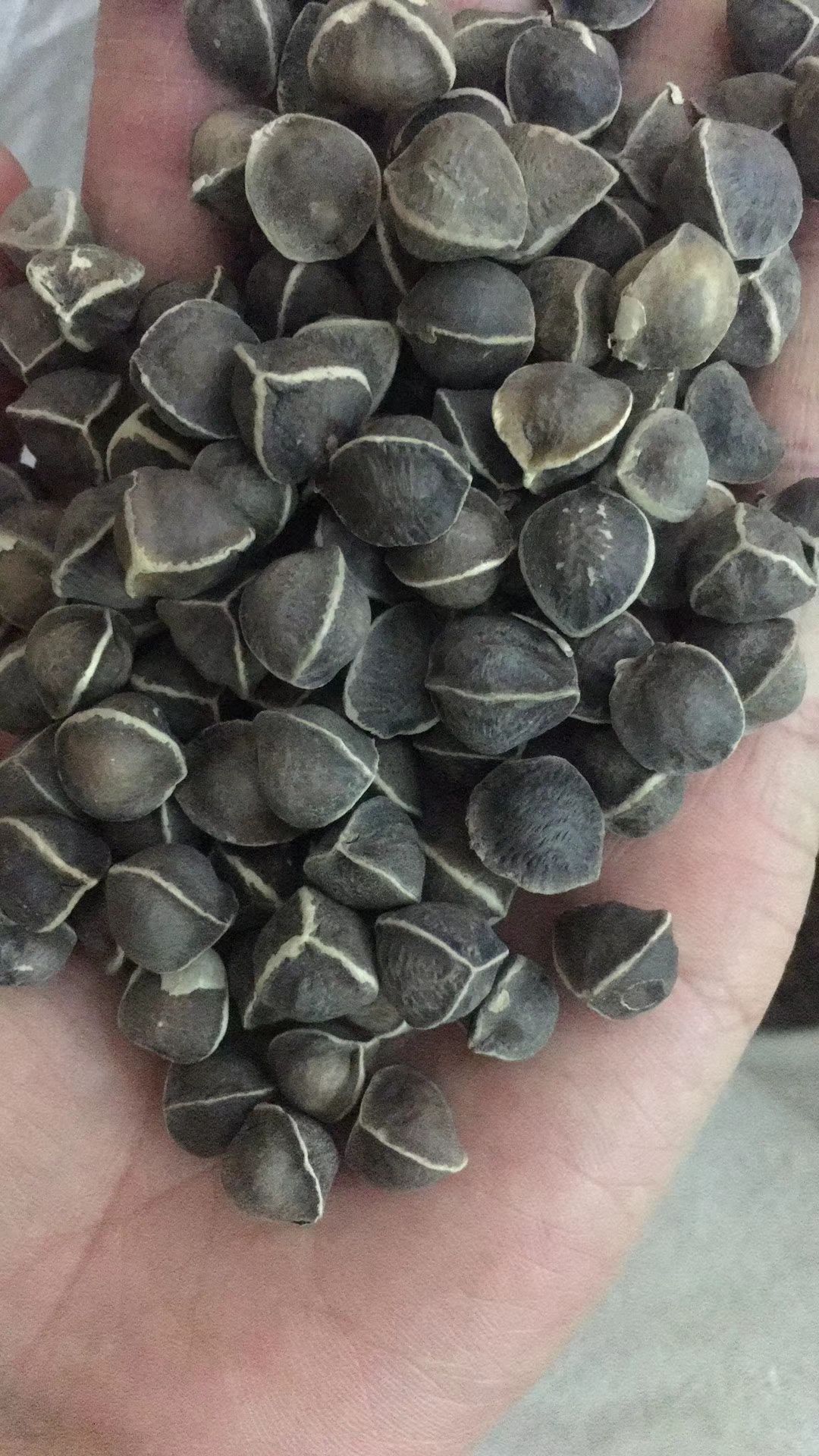 昆明云南辣木籽