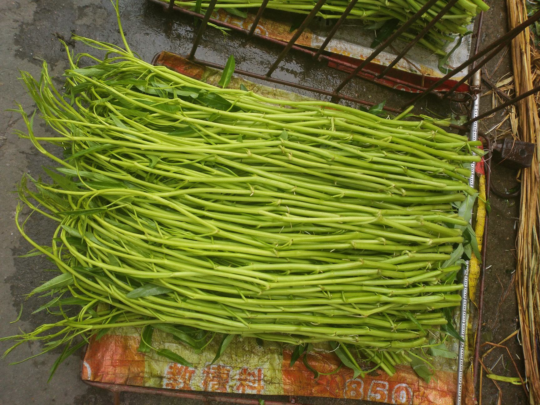 博白空心菜 30 ~ 35cm