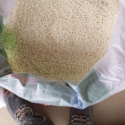 上海圆糯米