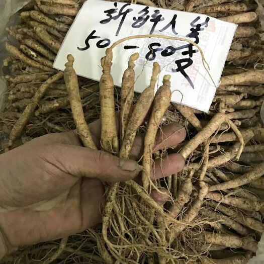 通化县 长白山新鲜人参