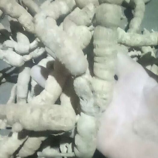 德庆县鲜巴戟