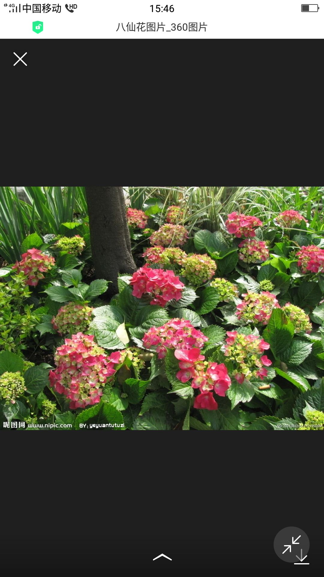 八仙秀球       八仙花     八仙彩球