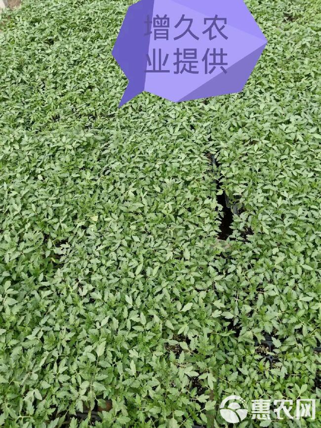 硬粉番茄苗 五叶一心