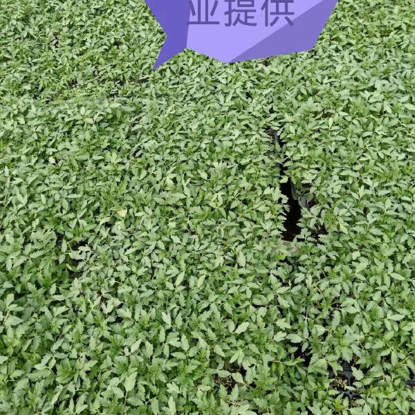 硬粉番茄苗 五叶一心