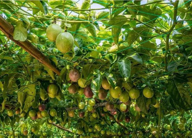 台农一号百香果 70 - 80克