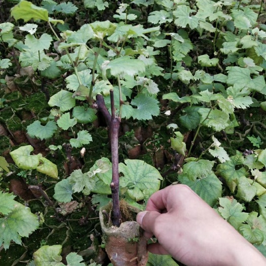 灵山县夏黑葡萄苗