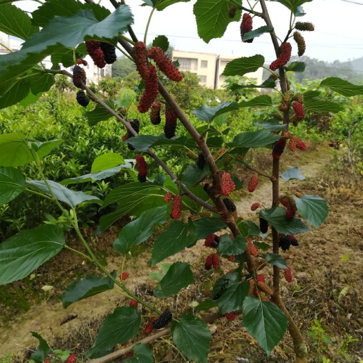 灵山县广西正宗长果桑苗 无籽大十果桑苗嫁接苗包邮