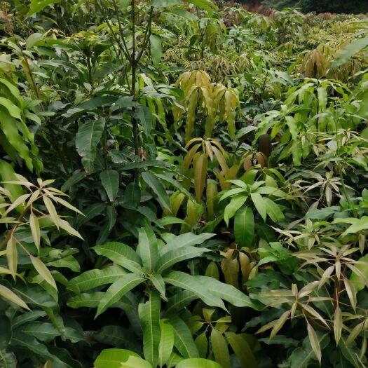 钦州贵妃芒果苗 自己培养基地