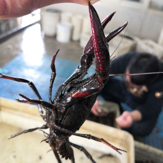 高邮湖小龙虾 5-7钱 湖虾