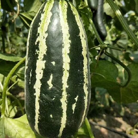莘县羊角蜜甜瓜 1斤以上