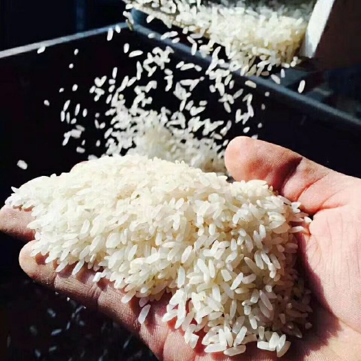 仙游县香米 一等品 一季稻 粳米