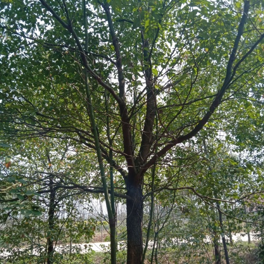 荆州全冠香樟