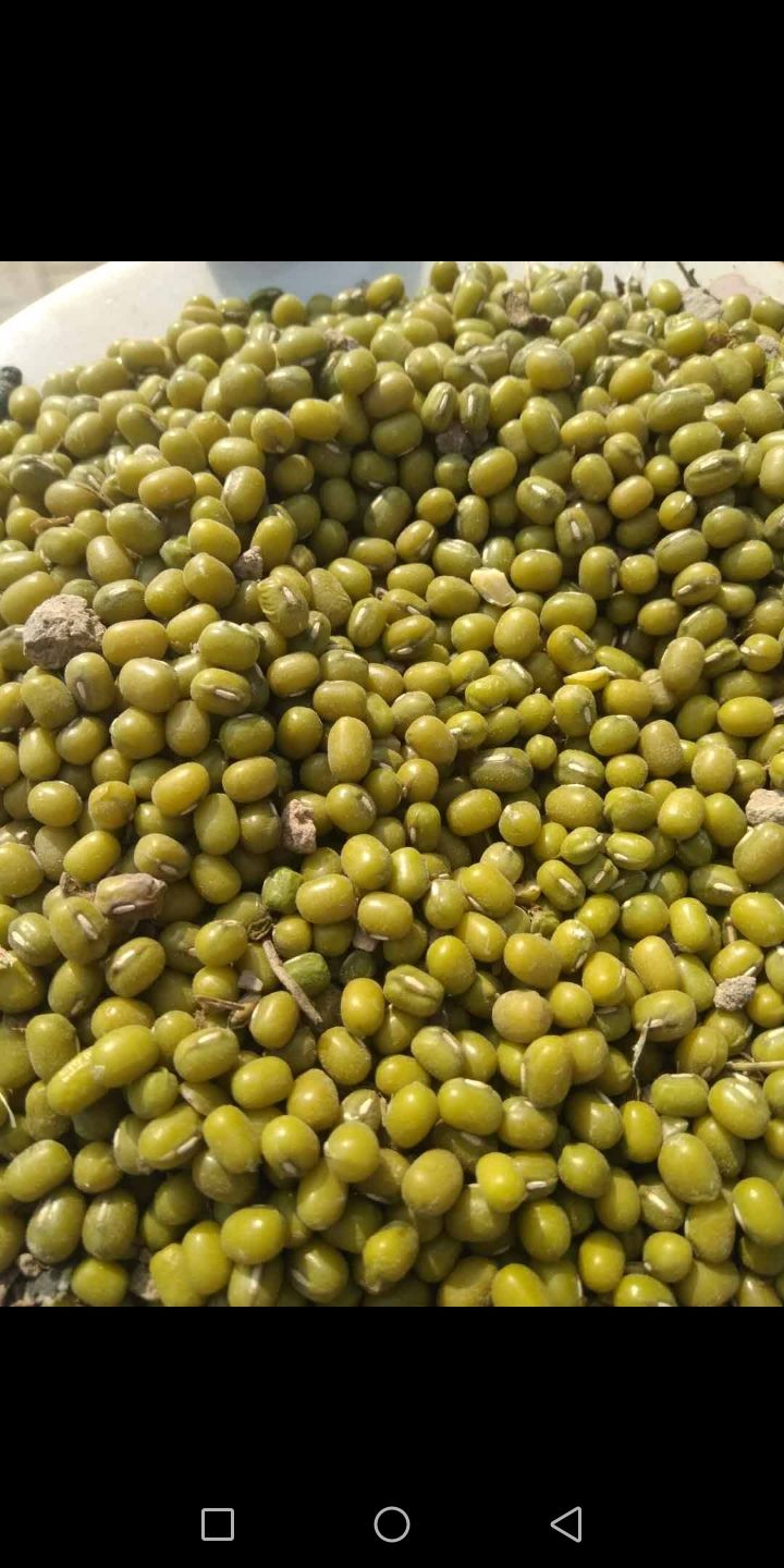 明绿豆 袋装 2等品